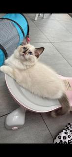 Ragdoll, Dieren en Toebehoren, Katten en Kittens | Raskatten | Langhaar, Poes, Ontwormd, 0 tot 2 jaar