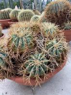 Cactus Fraai op kleur Ferocactus Glaucescens 45 cm schaal., Ophalen of Verzenden, Minder dan 100 cm, Bloeiende kamerplant, Volle zon