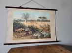 Vintage Schoolplaat Aan de rand der Kalahari, Ophalen, Natuur en Biologie