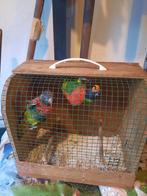 Massena lori, Meerdere dieren, Papegaai, Geringd