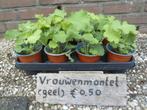 Vrouwenmantel plantjes, Ophalen, Zomer, Vaste plant, Halfschaduw