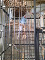 Halsbandparkiet, Vrouwelijk, Overige soorten