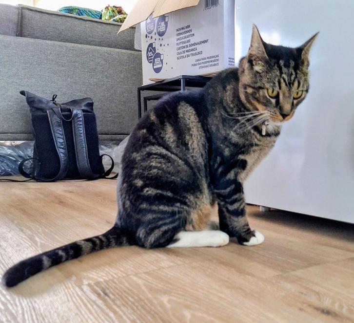 Vermist Storm, Dieren en Toebehoren, Vermiste en Gevonden Dieren, Kat