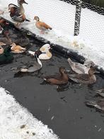 Eenden siereenden watervogels ganzen zwanen, Meerdere dieren, Eend