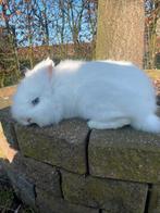 Lieve teddy rammetje van 2 jaar, Dieren en Toebehoren, Konijnen, Mannelijk, Dwerg, 0 tot 2 jaar