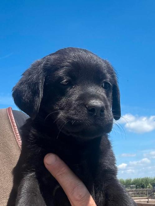 Prachtige Labrador retriever pups met stamboom, Dieren en Toebehoren, Honden | Retrievers, Spaniëls en Waterhonden, Meerdere dieren
