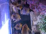 Lodotropheus strenger makalo reef (rusty), Dieren en Toebehoren, Vis