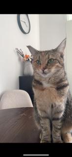 Lieve jonge poes, Dieren en Toebehoren, Katten en Kittens | Dekkaters, 0 tot 2 jaar