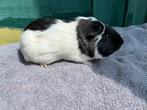Gladhaaar cavia beer, Dieren en Toebehoren, Januari, Mannelijk, Cavia