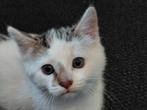 kitten, Dieren en Toebehoren, Poes, 0 tot 2 jaar