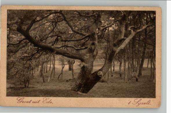 Ede 't Sijselt Wonderboom  Nauta A 1722, Verzamelen, Ansichtkaarten | Nederland, Ongelopen, Gelderland, Voor 1920, Verzenden
