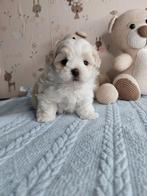 Maltipoo pup reu mini, Dieren en Toebehoren, Honden | Chihuahua's en Gezelschapshonden, Parvo, 8 tot 15 weken, Eén hond, Nederland