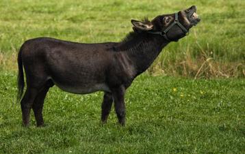 Mediterrane mini ezels miniezel beschikbaar voor biedingen