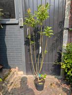 Sering ca 130cm, Tuin en Terras, Planten | Bomen, Ophalen, Volle zon, Overige soorten, Minder dan 100 cm