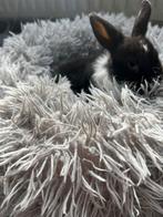 7 lieve halve dwerg hangoor konijntjes, Meerdere dieren, Dwerg, Hangoor