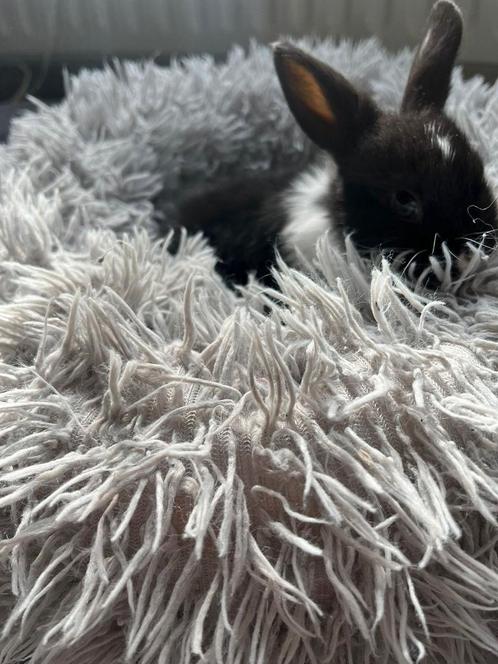 7 lieve halve dwerg hangoor konijntjes, Dieren en Toebehoren, Konijnen, Dwerg, Meerdere dieren, Hangoor