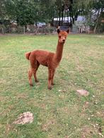 Mooie alpaca dekhengst te koop, Dieren en Toebehoren, Overige Dieren, Juni, Mannelijk