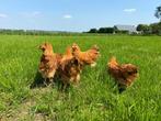 jonge tamme New Hampshire kippen te koop gesekst en ingeënt