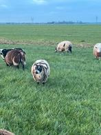 Te koop aangeboden: drachtige ooien, Vrouwelijk, Schaap