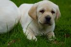 Mooie Raszuivere Labradors In Een Gele Verpakking., Labrador retriever, Meerdere, Meerdere dieren, Nederland