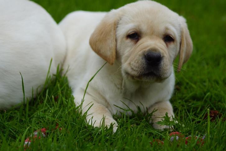 Mooie Raszuivere Labradors In Een Gele Verpakking., Dieren en Toebehoren, Honden | Retrievers, Spaniëls en Waterhonden, Meerdere dieren