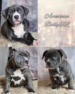 American Bully XL pups met ABKC stamboom MOGEN VERHUIZEN!, Dieren en Toebehoren, Parvo, Overige rassen, 8 tot 15 weken, Meerdere