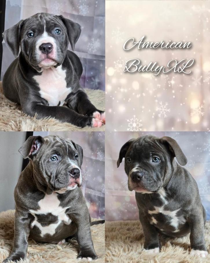 American Bully XL pups met ABKC stamboom MOGEN VERHUIZEN!, Dieren en Toebehoren, Honden | Bulldogs, Pinschers en Molossers, Meerdere dieren