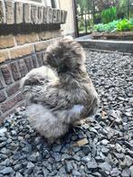 Broedeieren USA zijdehoenders, Dieren en Toebehoren, Pluimvee, Geslacht onbekend, Kip