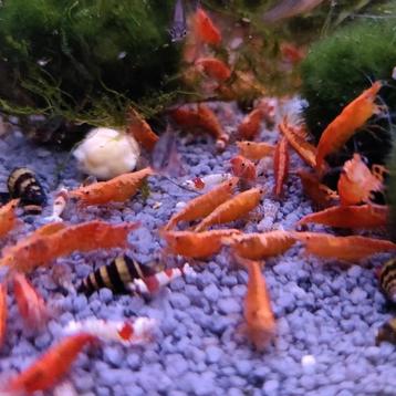Neocaridina heteropoda beschikbaar voor biedingen