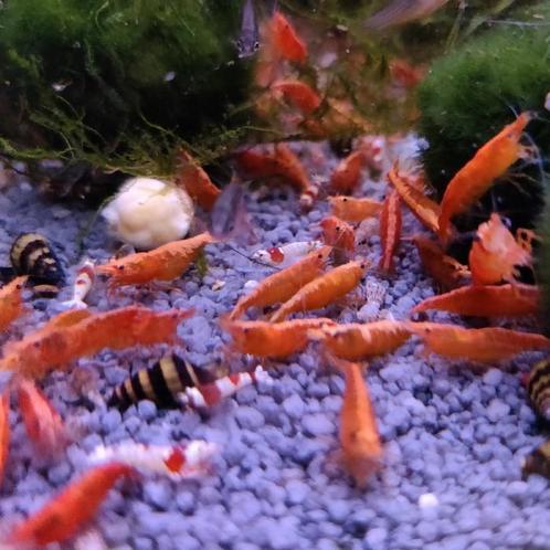 Neocaridina heteropoda, Dieren en Toebehoren, Vissen | Aquariumvissen, Vis