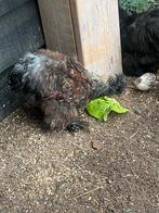 Twee kriel haantjes, Dieren en Toebehoren, Mannelijk, Kip