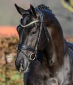 Diepvries sperma Skyline To B, Dieren en Toebehoren, Paarden en Pony's | Dekhengsten en Fokmerries, Hengst