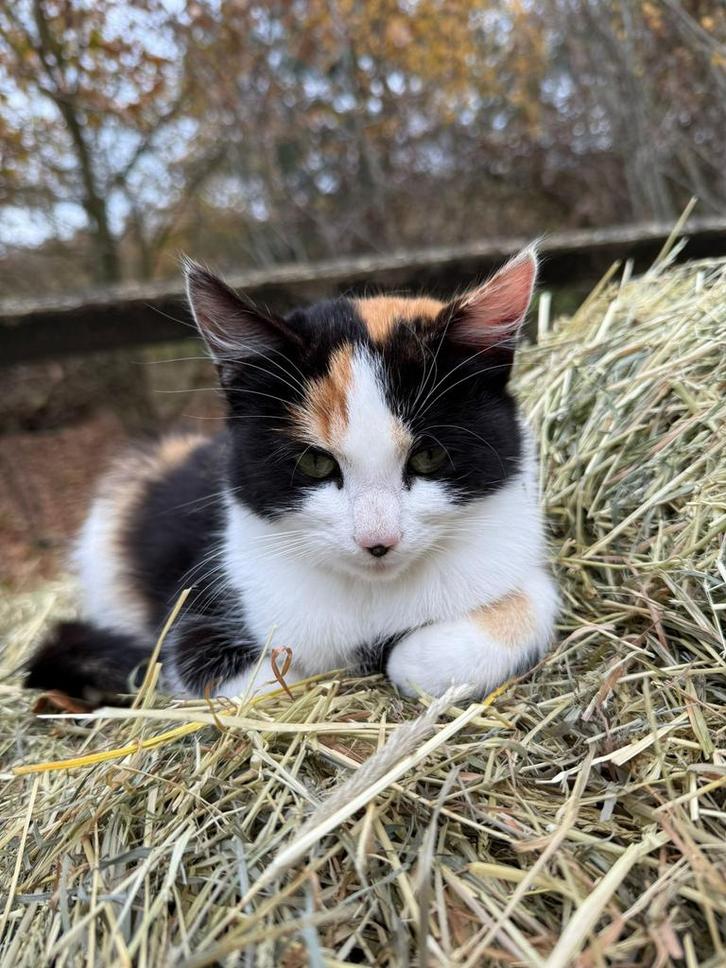 2 lieve poezen 6,5 mnd oud, Dieren en Toebehoren, Katten en Kittens | Overige Katten, Poes