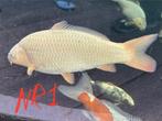Koi karpers te koop., Dieren en Toebehoren, Vissen | Vijvervissen, Karper of Koi