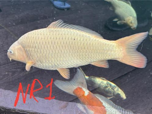 Koi karpers te koop., Dieren en Toebehoren, Vissen | Vijvervissen, Karper of Koi