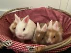 Nog twee prachtige rammetjes opzoek naar een nieuw huisje, Dieren en Toebehoren, Konijnen, Meerdere dieren, Dwerg, 0 tot 2 jaar