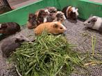 Jonge cavia's, Dieren en Toebehoren, September, Meerdere dieren