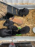 4 babykonijntjes te koop, Dieren en Toebehoren, Konijnen, Meerdere dieren, Dwerg, 0 tot 2 jaar