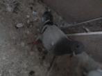 postduiven, Meerdere dieren, Postduif