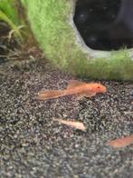 Super red ancistrus longfin, Vis