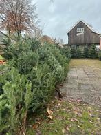 Kerstbomen Nordmann & Fraseri – vers van kweker –uit Ureterp, Tuin en Terras, Planten | Bomen, Bloeit niet, Overige soorten, 100 tot 250 cm