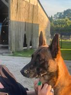 Mechelse herder teef 4 jaar, CDV (hondenziekte), Teef, Groot, Eén hond