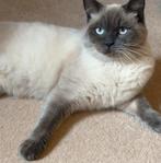 🐾 Britse Korthaar x Scottish Fold kater “Snowi”, Dieren en Toebehoren, Kater