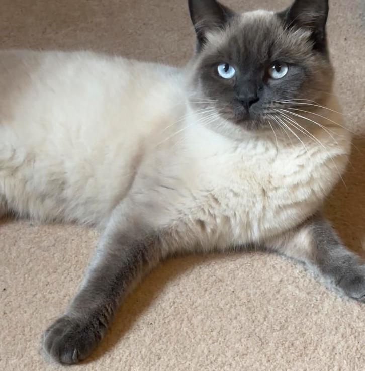 🐾 Britse Korthaar x Scottish Fold kater “Snowi”, Dieren en Toebehoren, Katten en Kittens | Raskatten | Langhaar, Kater