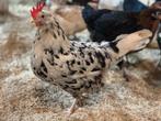 Zwart bonte leghorn hennen, Vrouwelijk, Kip