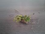 Mooie bucephalandra, Ophalen of Verzenden, Zo goed als nieuw, Plant(en), Steen of Hout