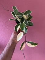 Hoya Krimson Queen, Verzenden, Overige soorten, Minder dan 100 cm