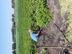 nieuwe aardappelen Parel, Tuin en Terras, Ophalen