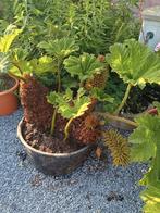 Te koop Gunnera manicata ook wel mammoet blad genoemd, Tuin en Terras, Planten | Tuinplanten, Ophalen, Zomer, Overige soorten