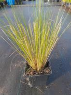 Stipa Ponytails Vedergras - €1,25 p/st, Volle zon, Vaste plant, Siergrassen, Ophalen of Verzenden